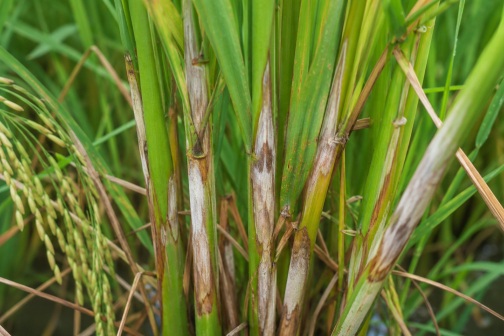 Paecilomyces Lilacinus