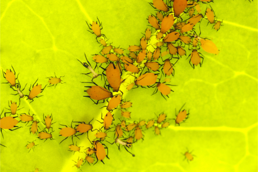 BIO-PESTICIDES
