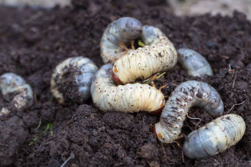 BIO-PESTICIDES