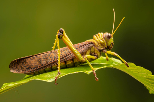BIO-PESTICIDES