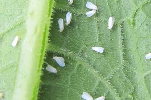 BIO-PESTICIDES