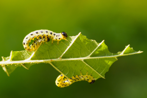 BIO-PESTICIDES